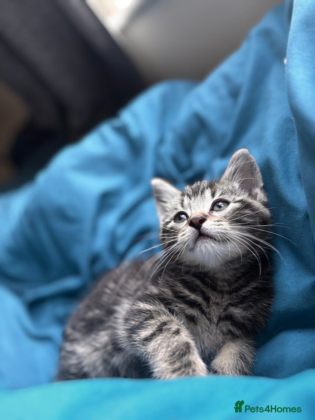 Mixed Breed cats for sale: Gorgeous mixed mainecoon kitten  - Image 2