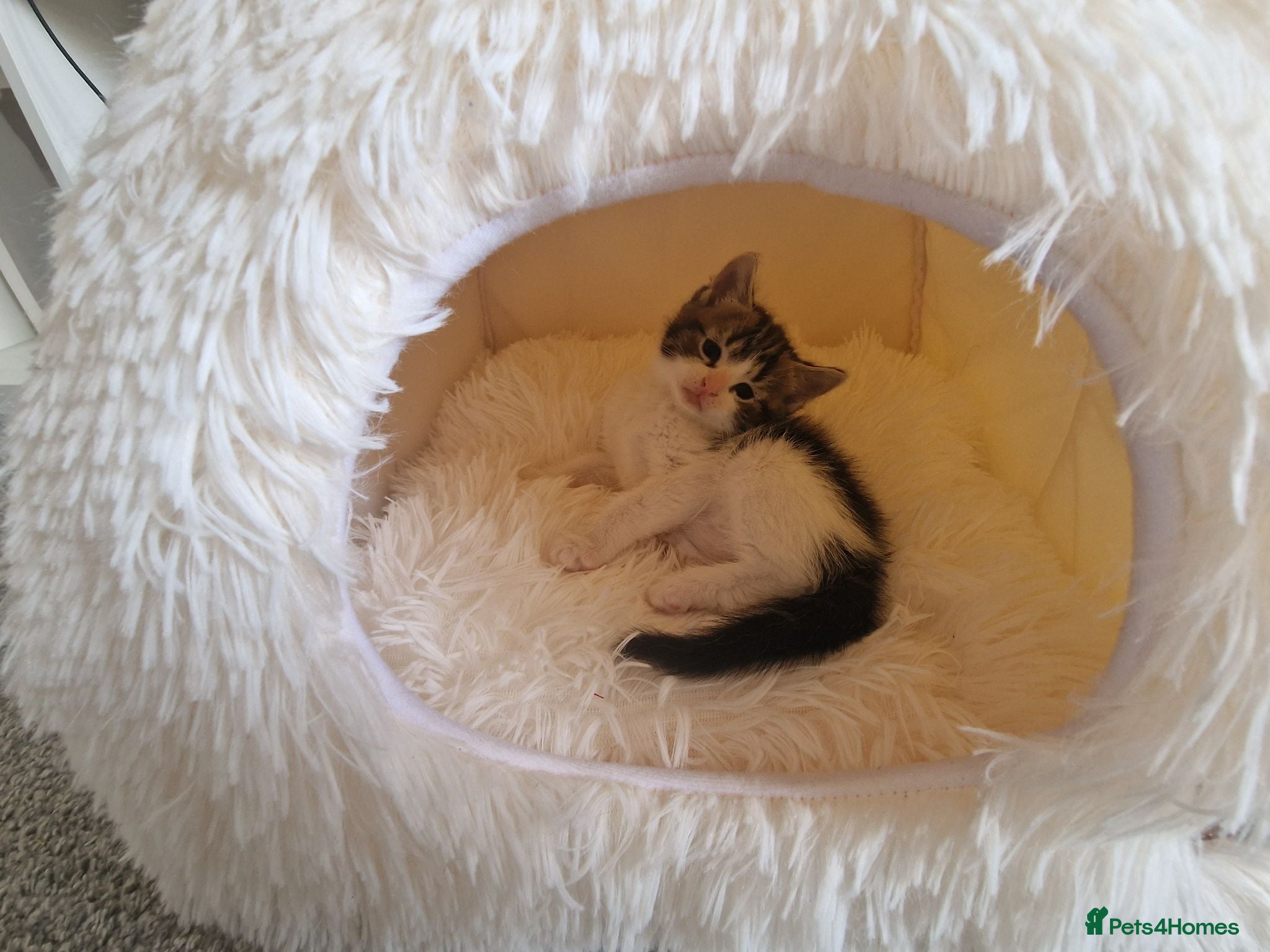 Ragdoll cats Beautiful kittens looking for new home  - Advert 8