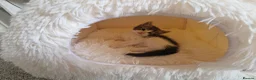Ragdoll cats for sale: Beautiful kittens looking for new home  - Advert 1