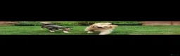 Golden Retriever dogs for stud: Golden retriever stud proven  - Advert 22