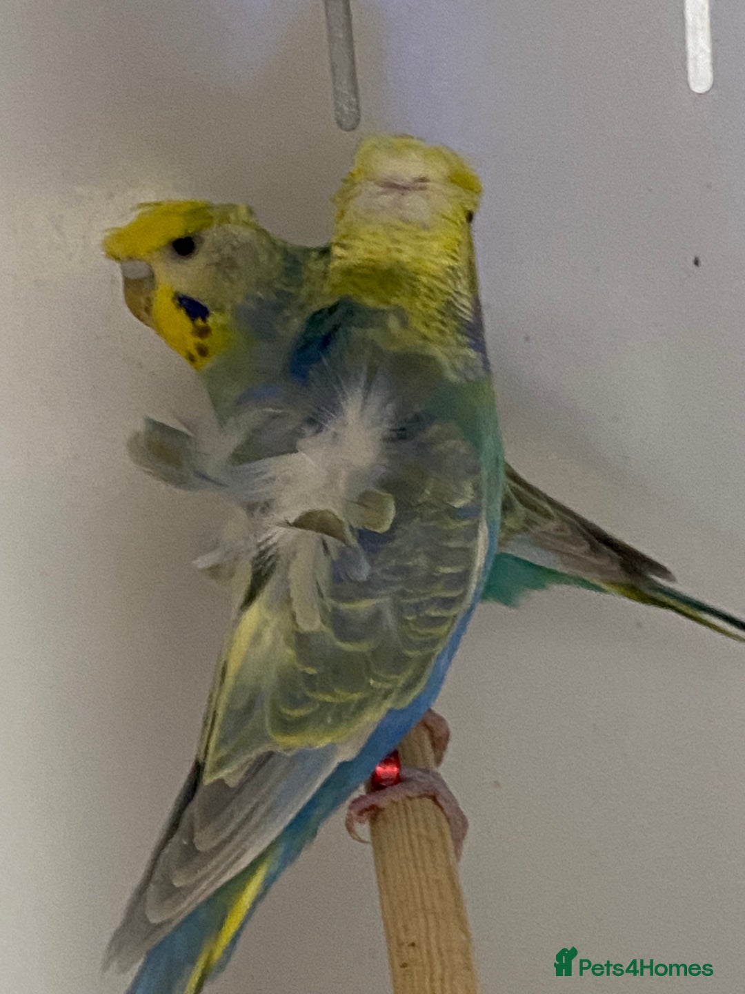 Mixed Breed birds for sale: Hand reared conures and avairy budgies  - Image 10