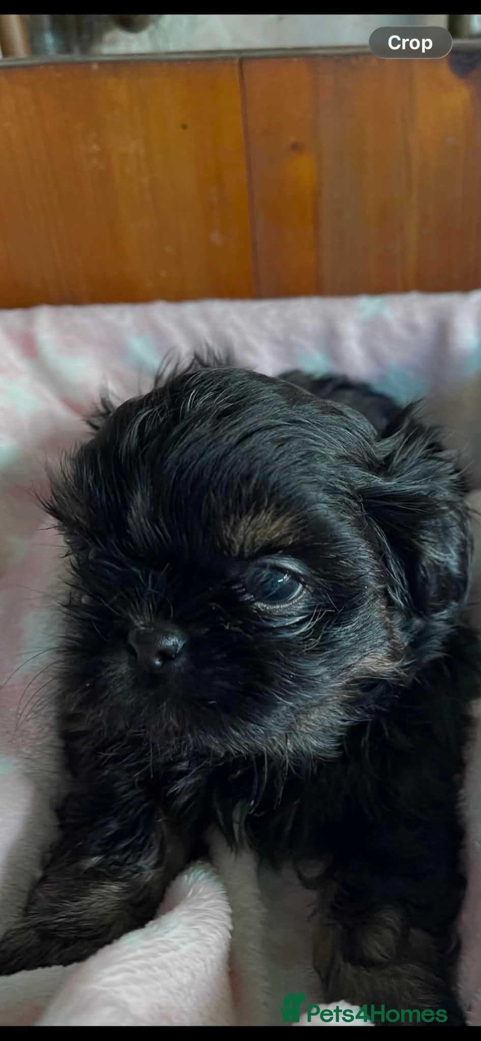 Shih Tzu dogs Imperial dobie shih tzu - Advert 2