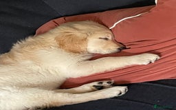 Golden Retriever dogs for sale: Penny - Golden Retriever puppy (15 weeks old) - Image 2