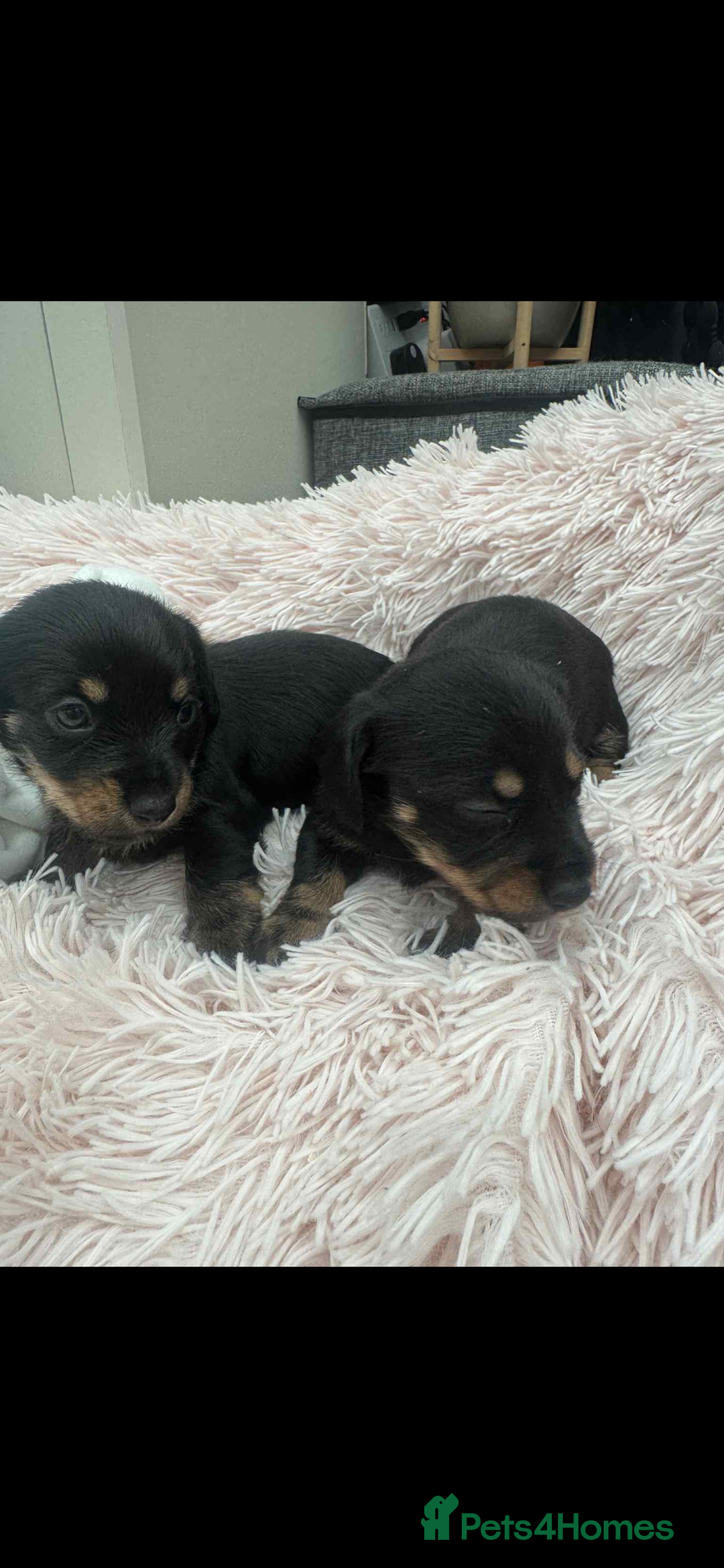 Dachshund dogs for sale: unique dachshund cross hairless Chines crested  - Image 8