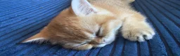British Shorthair cats for sale: 🐾 Beautiful British Shorthair Golden Kittens 🐾 - Advert 11