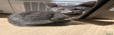 Russian Blue 1