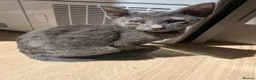 Russian Blue cats for sale: 2 female russian blue kittens  - Advert 9