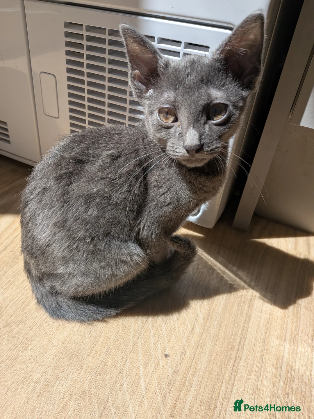 Russian Blue cats for sale: 2 female russian blue kittens  - Advert 9