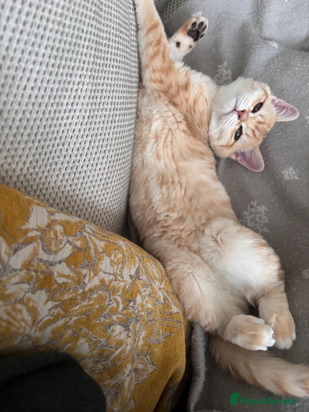 British Shorthair cats for sale: Golden tipped BSH female - Advert 4
