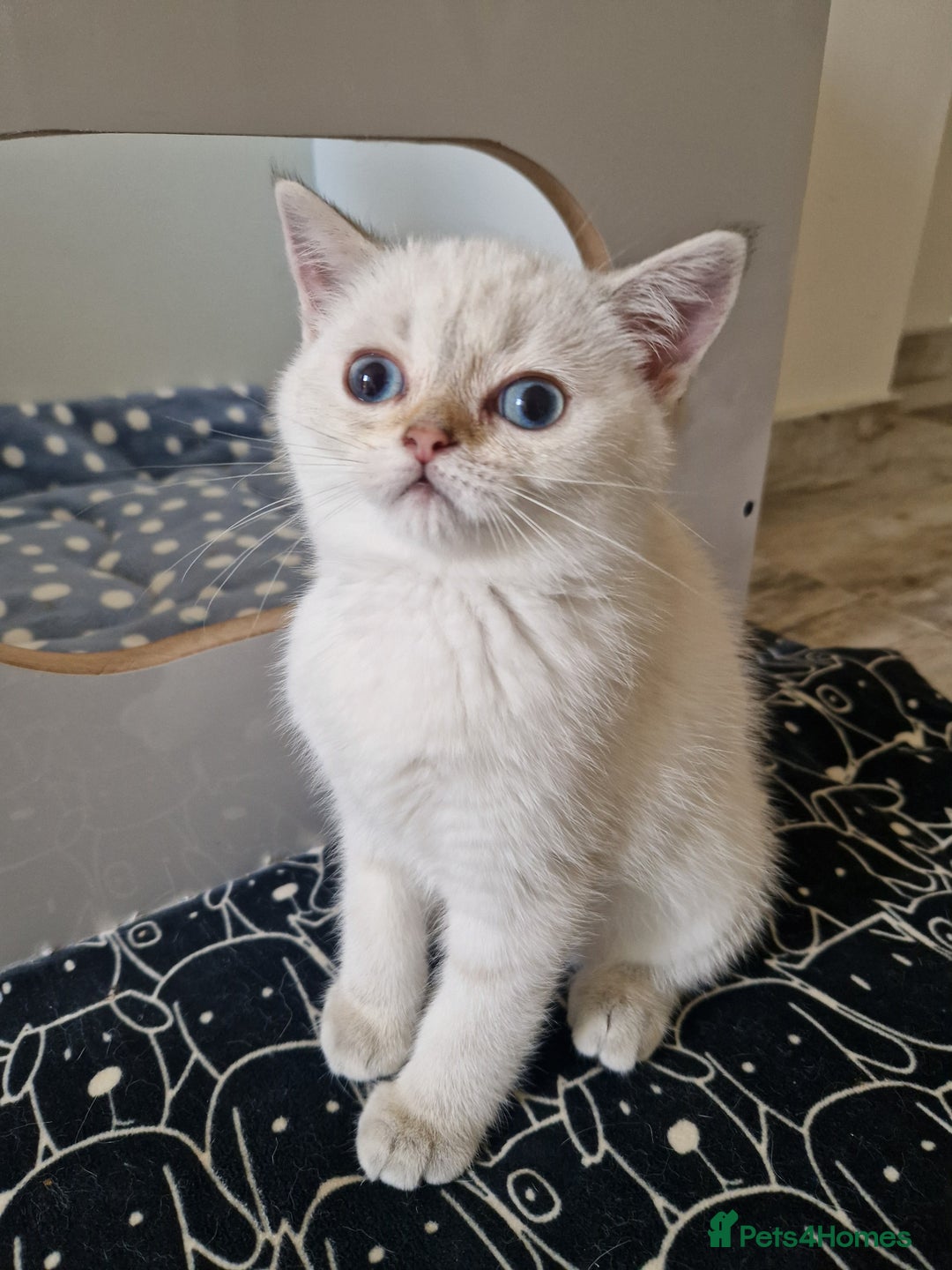 Scottish Fold cats for sale: Schotish straith and fold kittens😻 - Image 16
