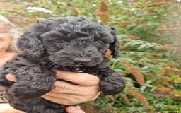Cockapoo dogs for sale: 5 STAR FULLY DNA HEALTH TESTED F1B COCKAPOOS - Image 4
