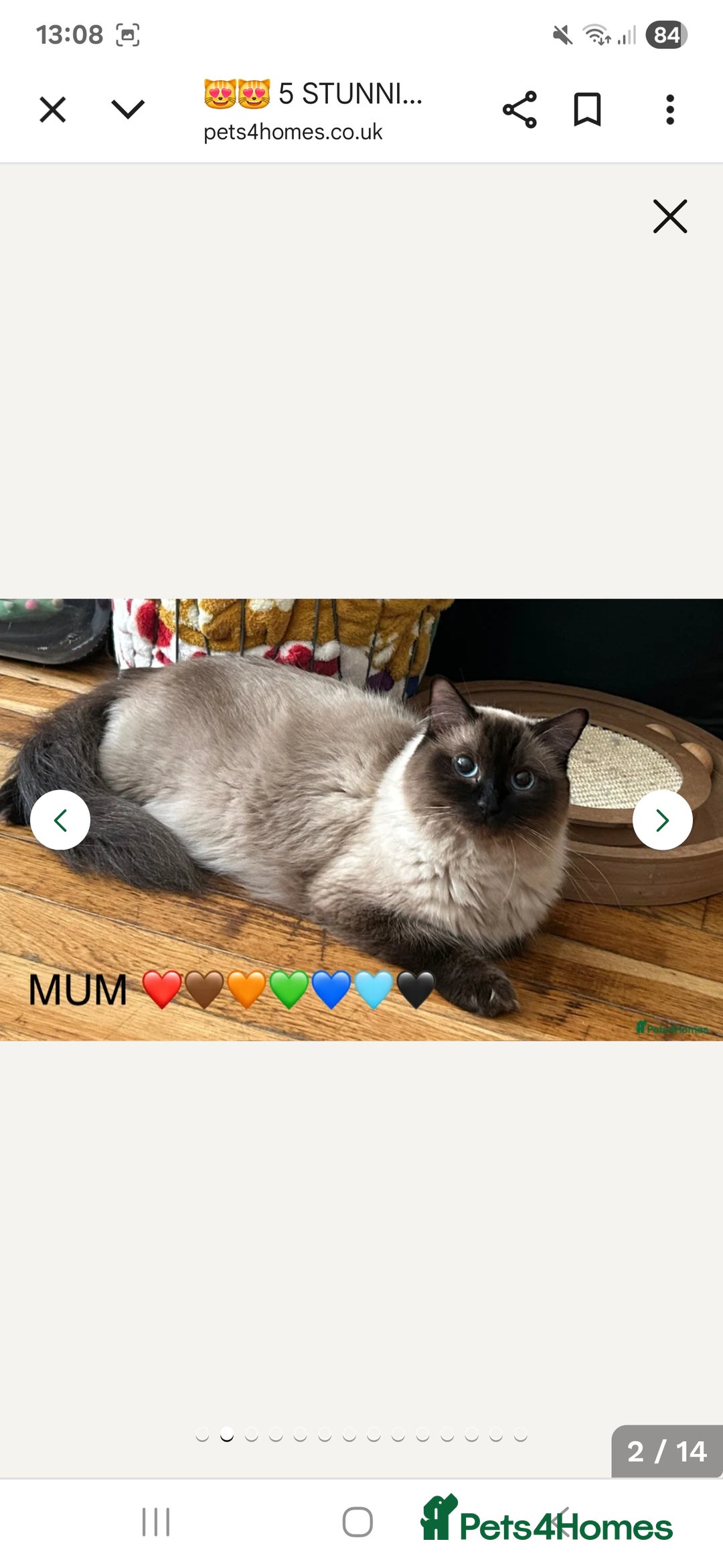Ragdoll cats for sale: 💙Odin pure ragdoll kitten 💙 - Image 5