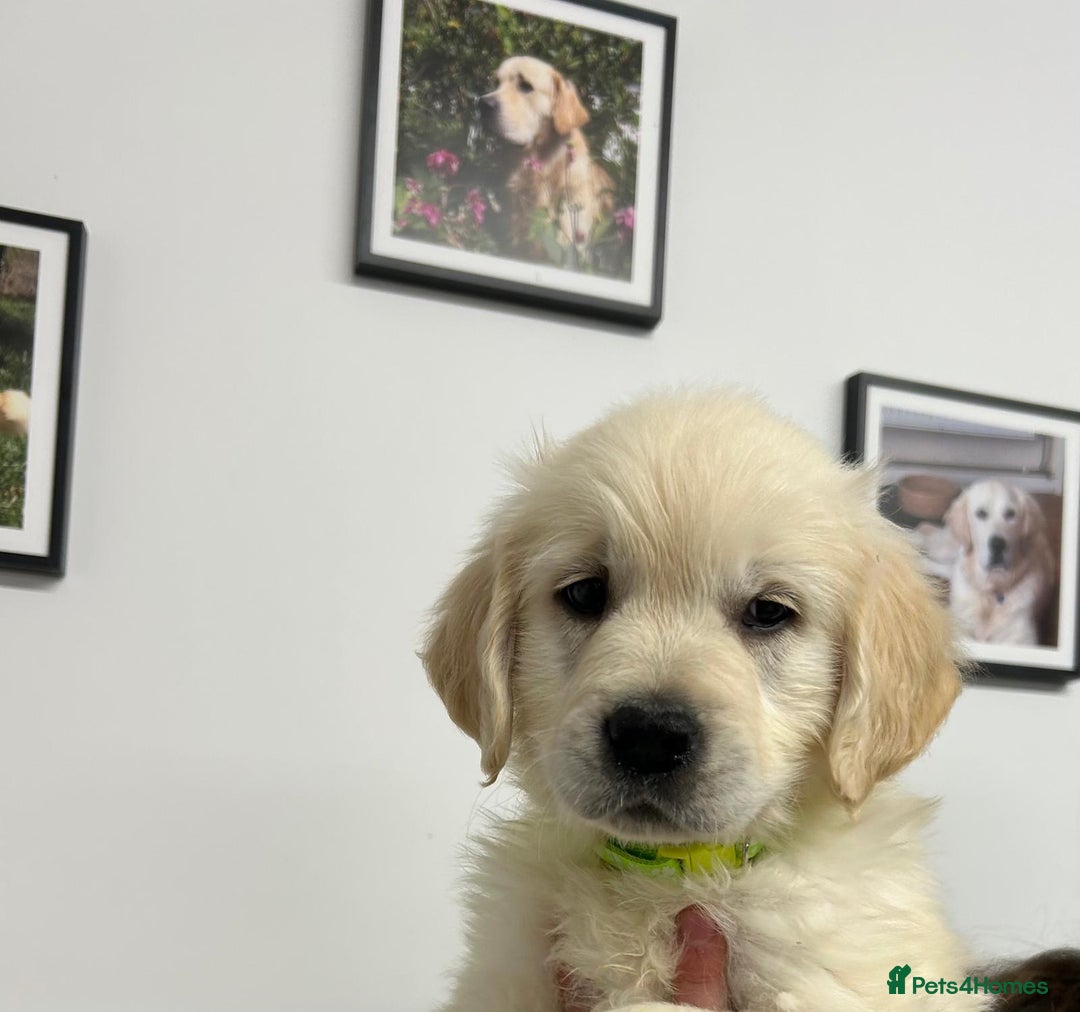 Golden Retriever dogs for sale: Wonderful happy golden retriever puppies  - Image 2