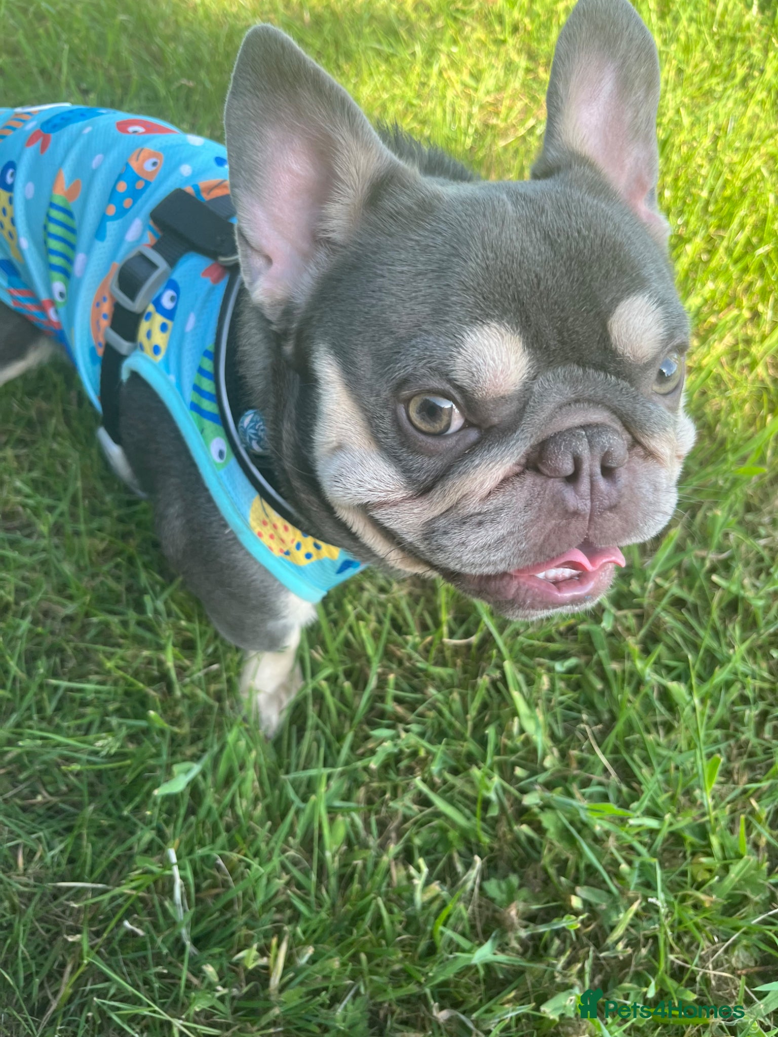 French Bulldog dogs for sale: Hugo-French bulldog - Advert 2
