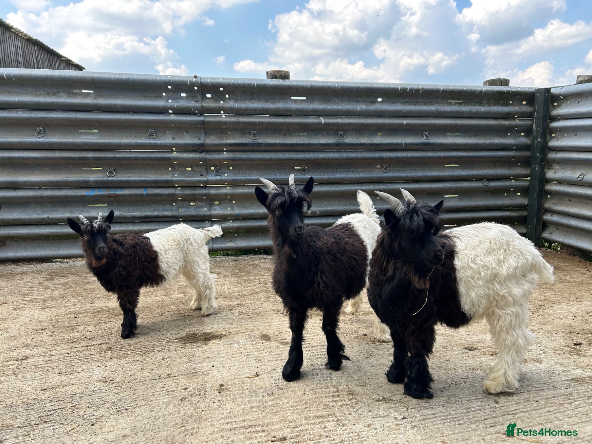 Goats livestock Valais Black Neck wethers - Advert 2