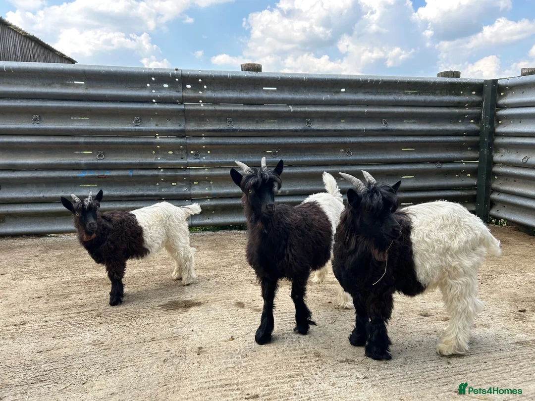 Goats livestock for sale: Valais Black Neck wethers - Advert 1