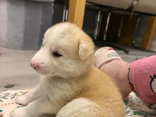 Shepsky dogs STUNNING SHEPSKY PUPPIES! - Advert 3