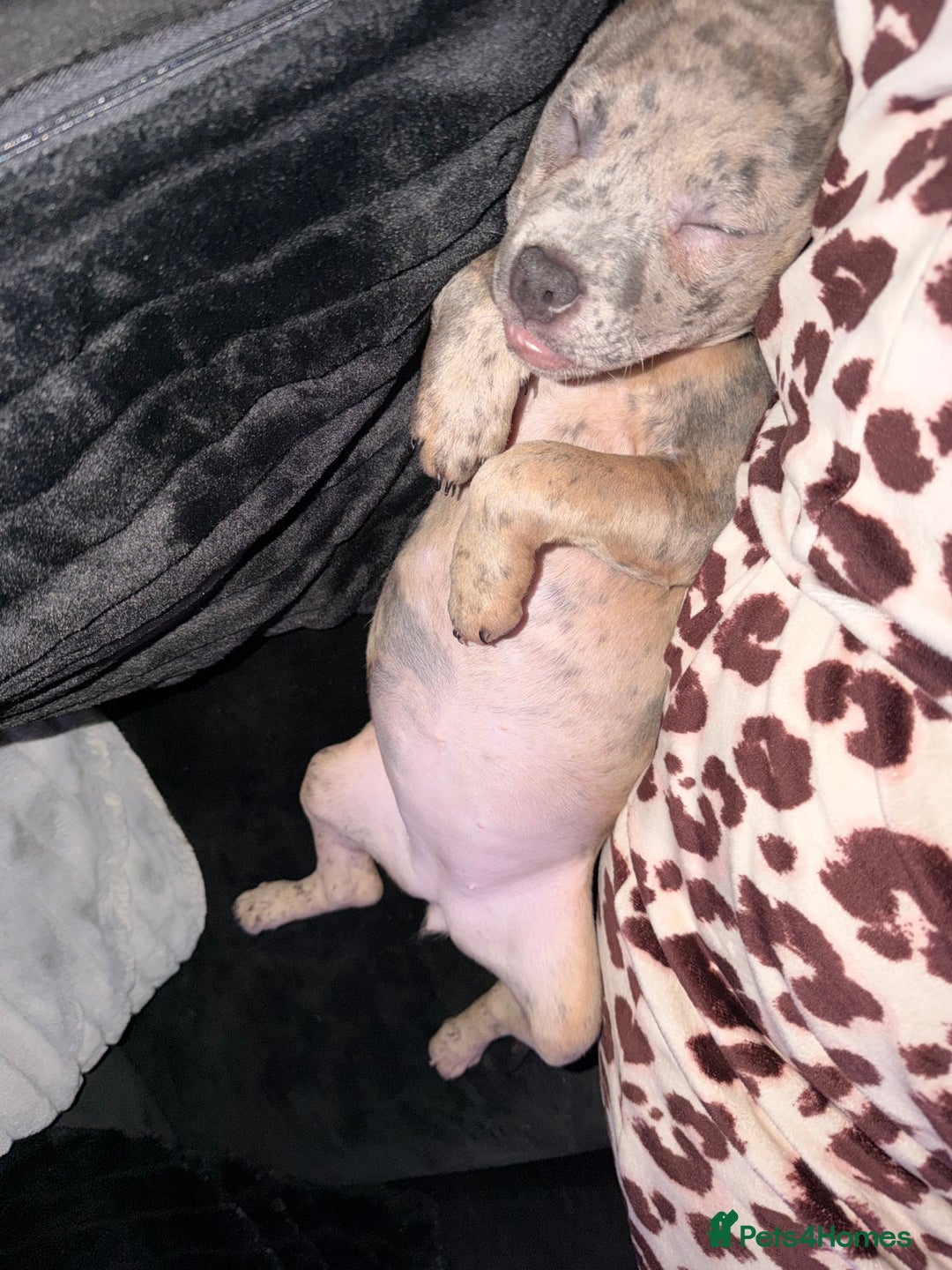 Mixed Breed dogs for sale: Staff x Frenchie - Advert 11