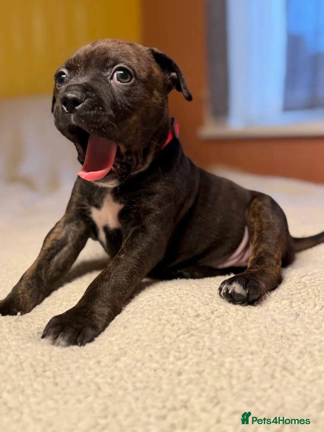 Mixed Breed dogs for sale: Brindle Female Staffy Puppy - Advert 8