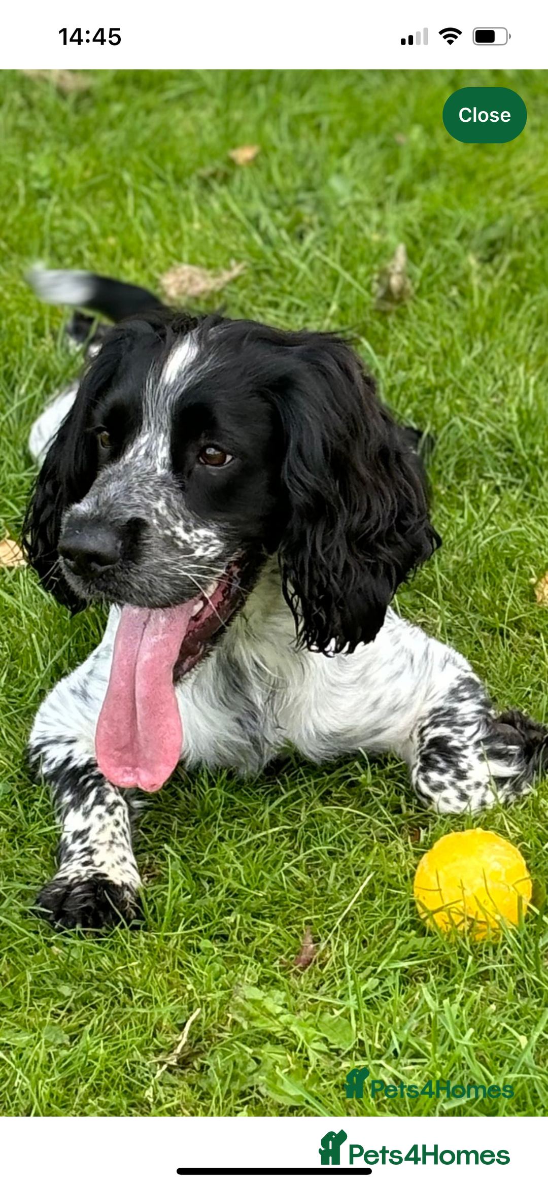 Sprocker dogs for sale: Beautiful Sprocker Spaniel Puppies  - Advert 16