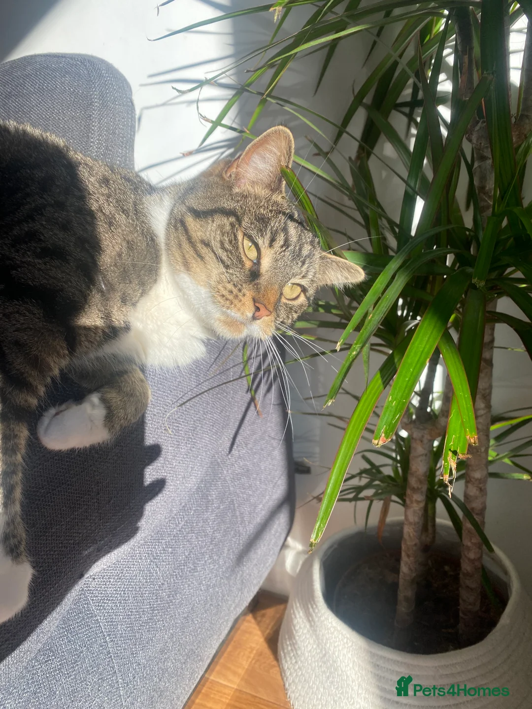 Mixed Breed cats for sale: Beautiful Calico female  in Ruislip - Advert 2