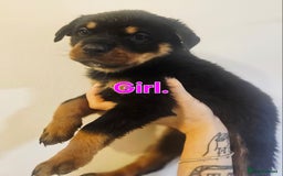 Rottweiler dogs for sale: READY NOW- Beautiful Rottweiler Puppies - Image 11