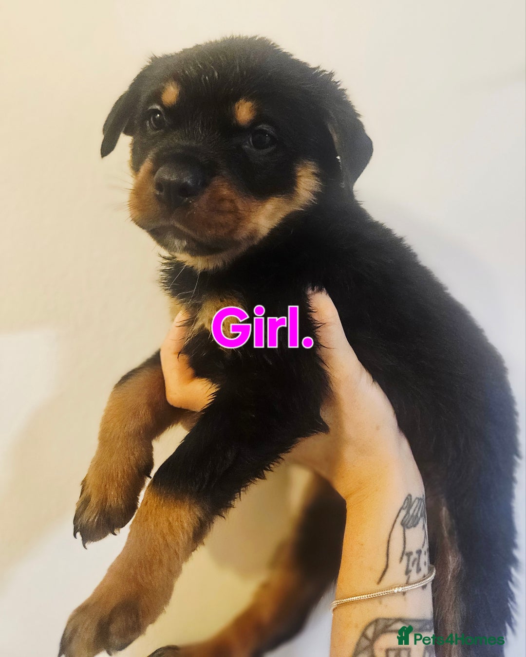 Rottweiler dogs for sale: READY NOW- Beautiful Rottweiler Puppies - Image 11