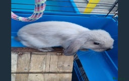 Mini Lion Lop rabbits for sale: Male mini lion lop - Image 4
