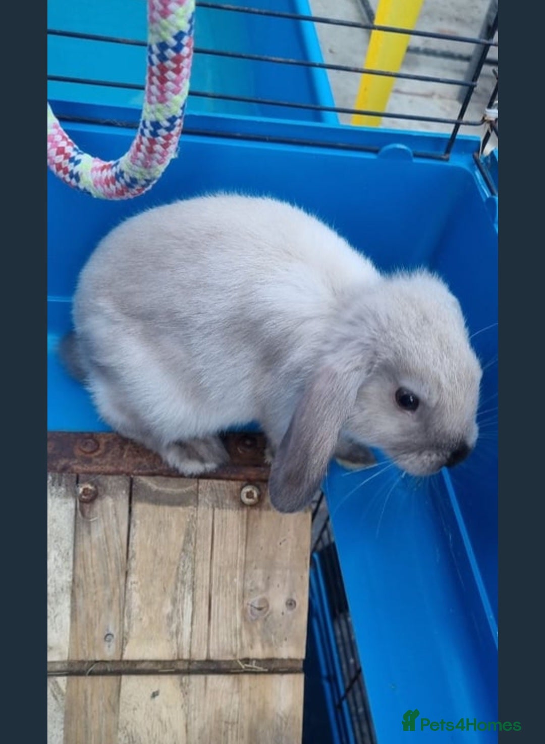 Mini Lion Lop rabbits for sale: Male mini lion lop - Image 4