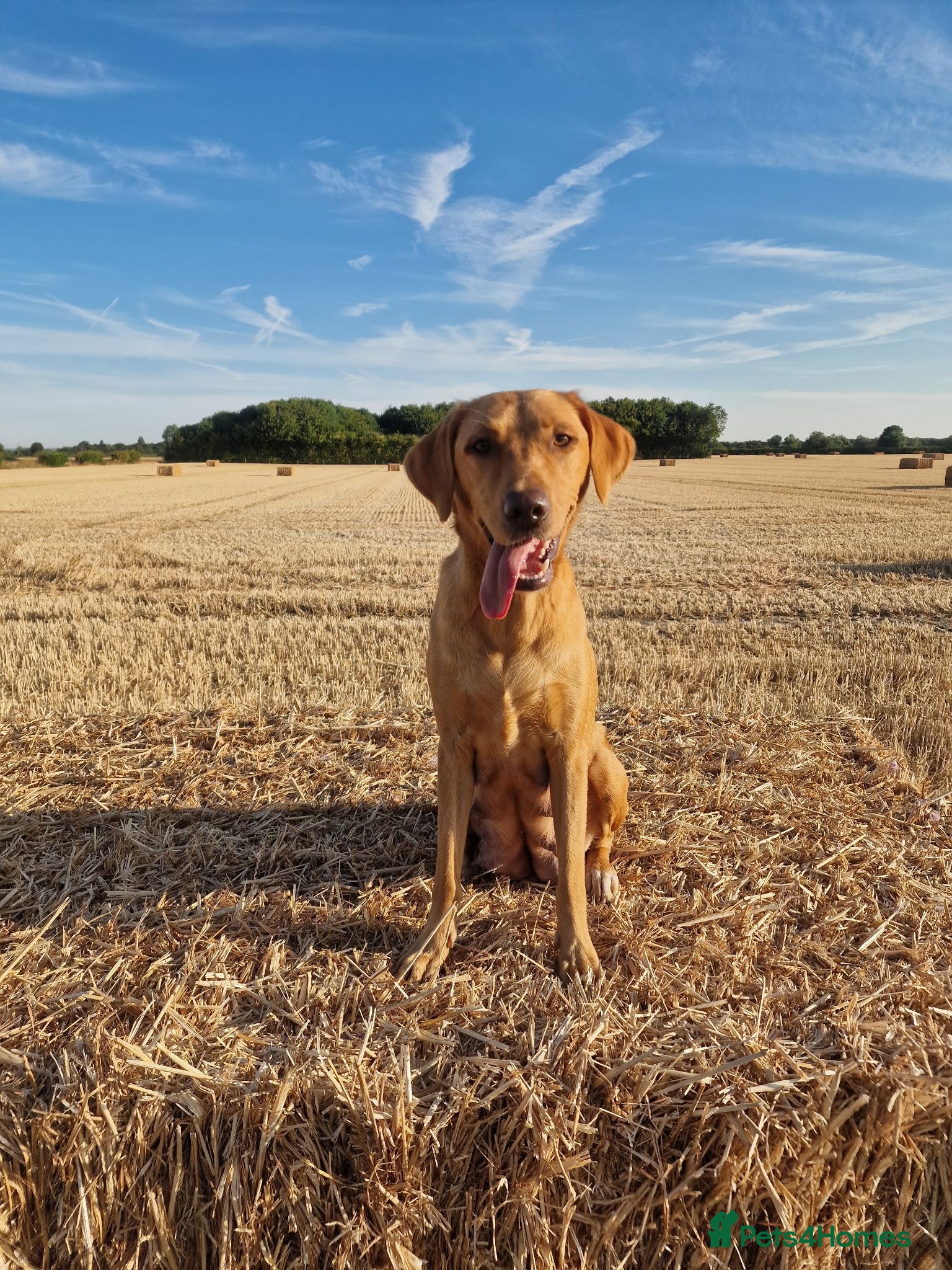 Labrador Retriever dogs Foxred labradors  - Advert 10