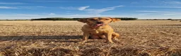 Labrador Retriever dogs for sale: Foxred labradors  in Royston - Advert 1