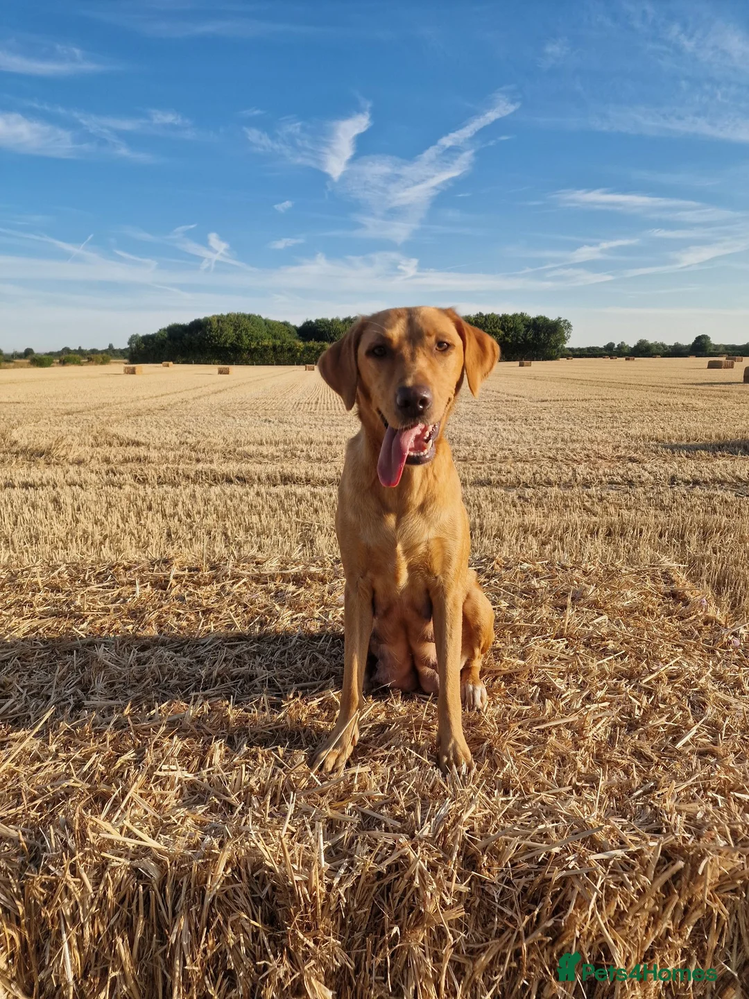 Labrador Retriever dogs for sale: Foxred labradors  in Royston - Advert 1