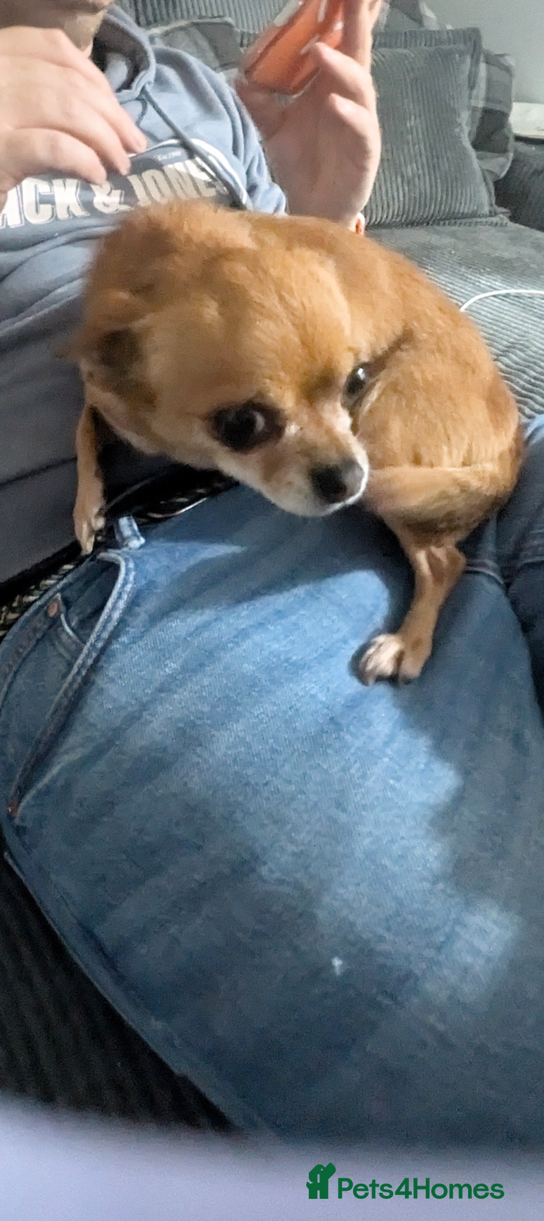 Chihuahua dogs for sale: 5 year old Chihuahua female  - Advert 2