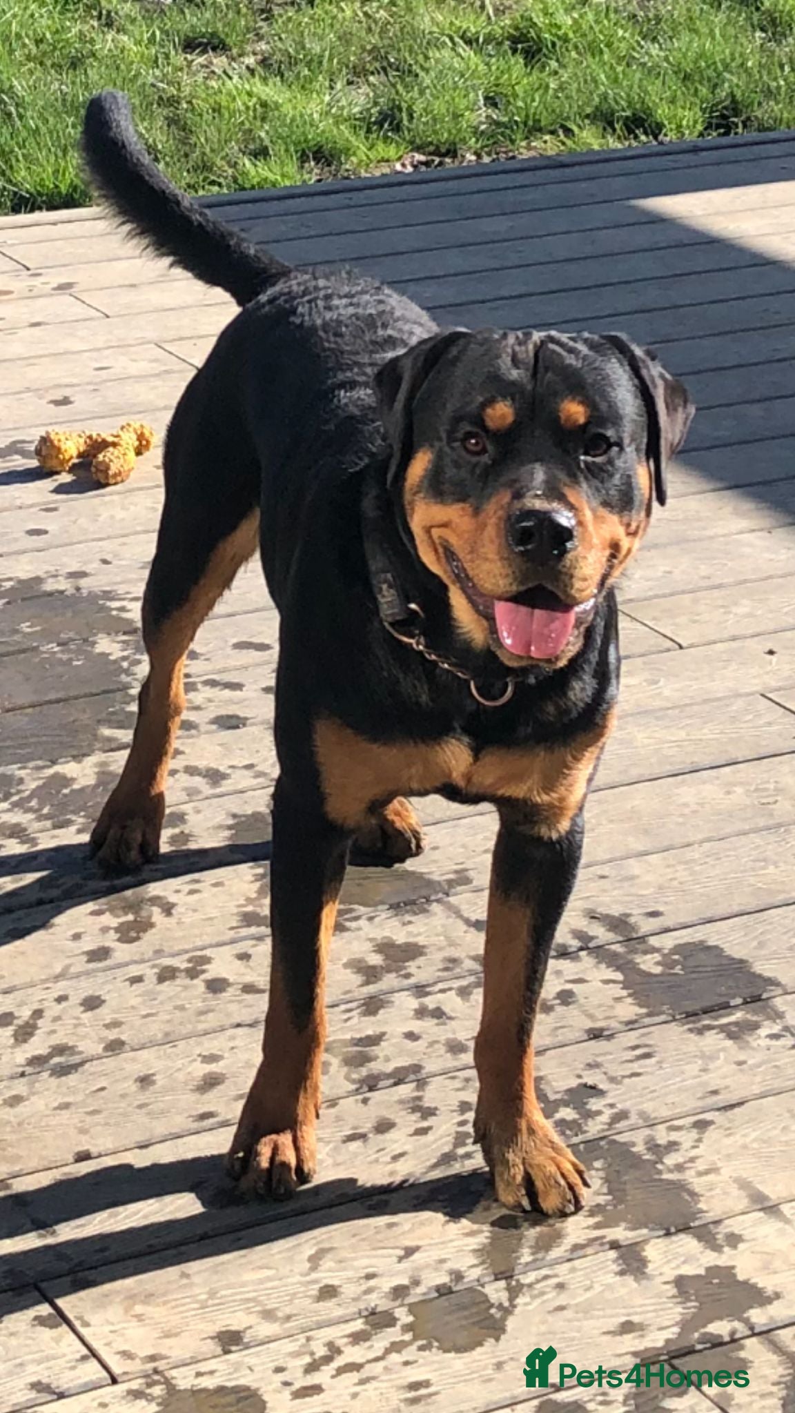 Rottweiler dogs Big strong Boy - Advert 1