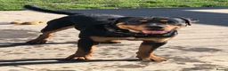 Rottweiler dogs for sale: Big strong Boy - Advert 1