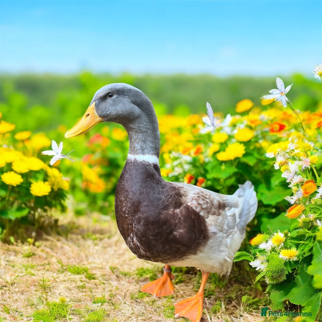 Ducks poultry for sale: Saxony ducks and ducklings for sale - Image 2