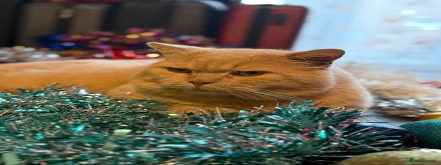 Loki