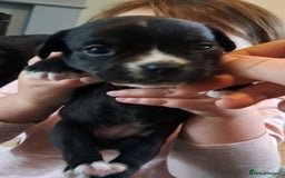 Mixed Breed dogs for sale: Frenchbulldog cross puppies  - Image 4