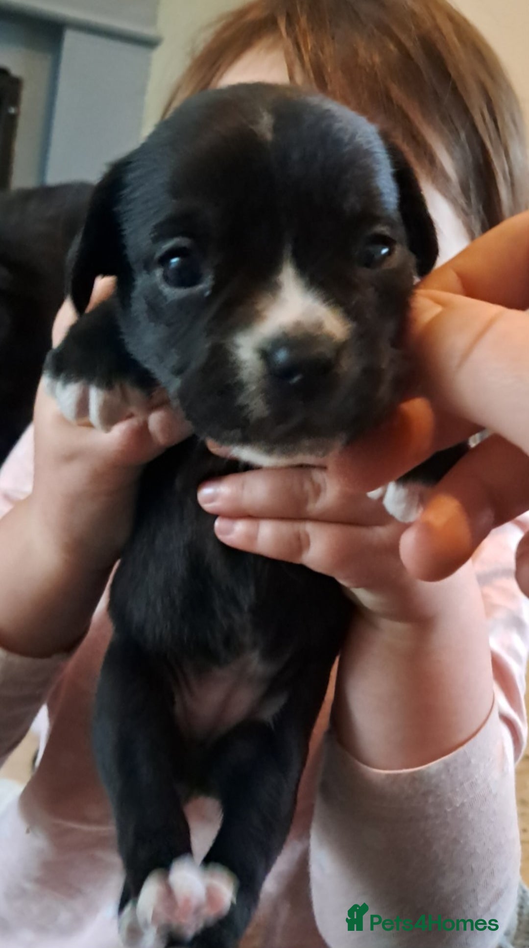 Mixed Breed dogs for sale: Frenchbulldog cross puppies  - Image 4