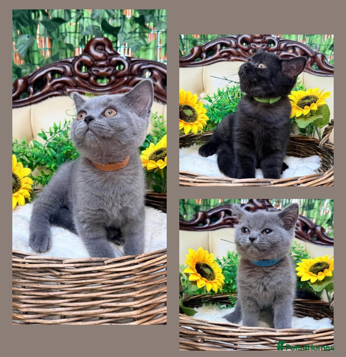 British Shorthair cats 💙❤️Fluffy’s BSH💙❤️ BOYS - Advert 1