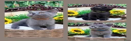British Shorthair cats for sale: 🩵Fluffy British Shorthair🩵BOY - Advert 3