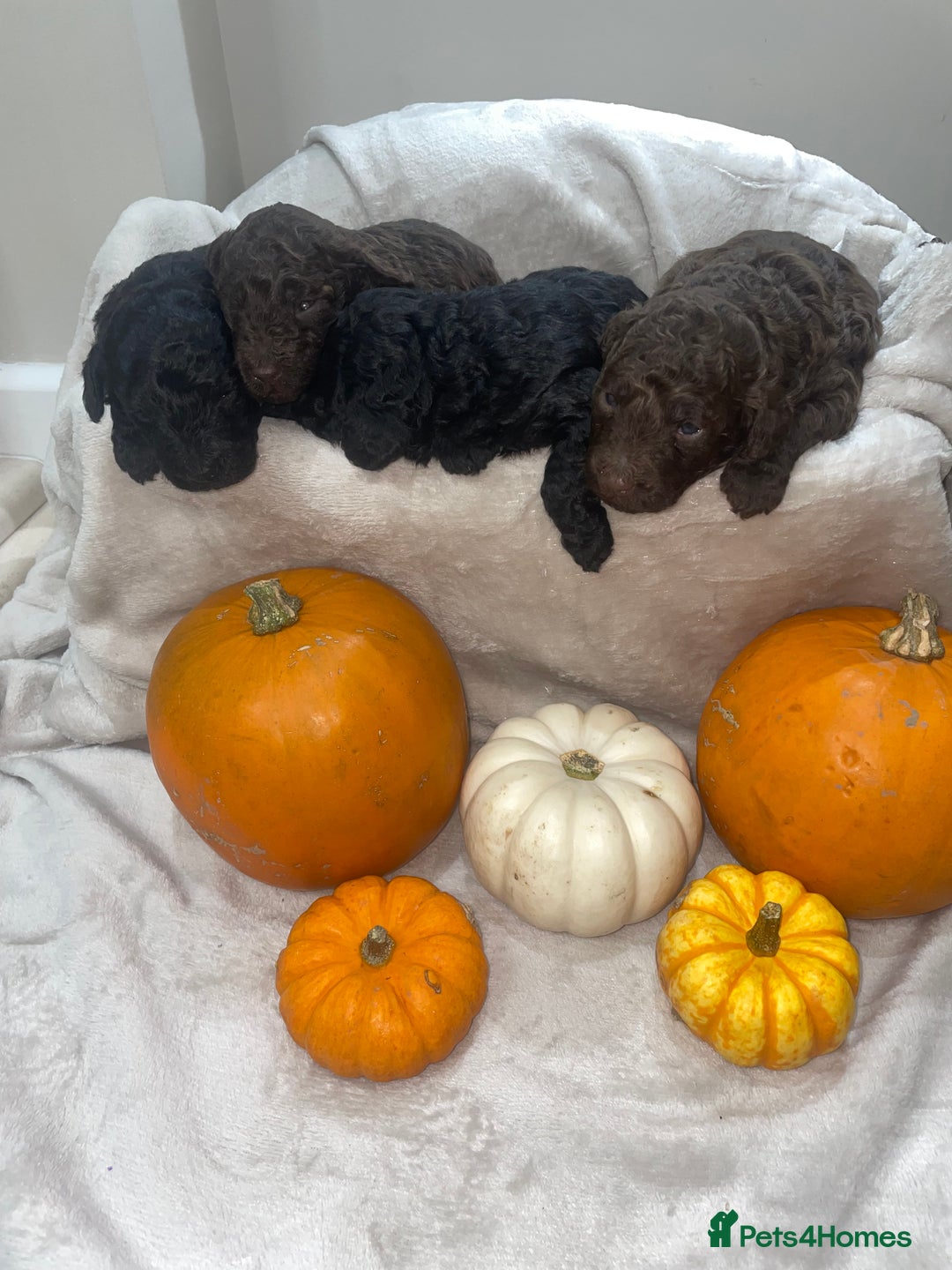 Mini Goldendoodle dogs for sale: Miniature goldenoodle puppies - Image 7