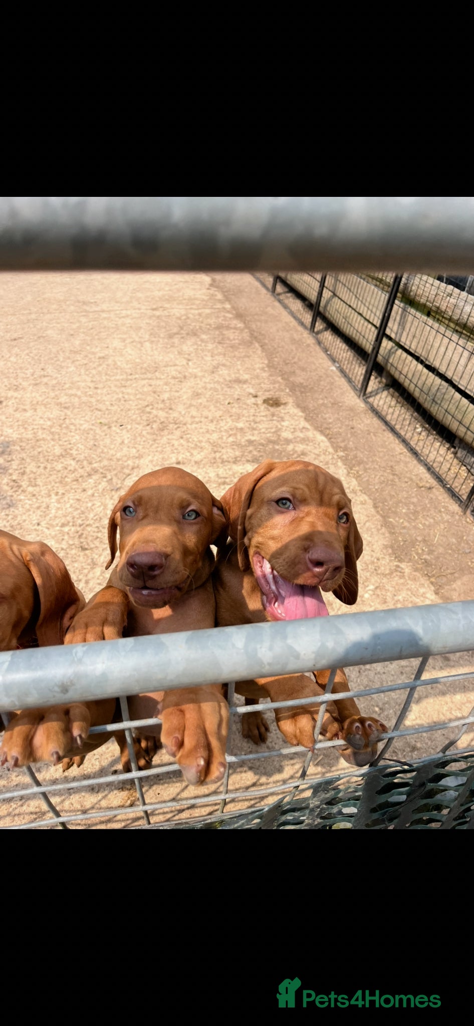 Hungarian Vizsla dogs for sale: Championship Bloodline Pedigree Hungarian Vizsla - Advert 2
