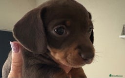 Dachshund dogs for sale: Mini  - Image 12