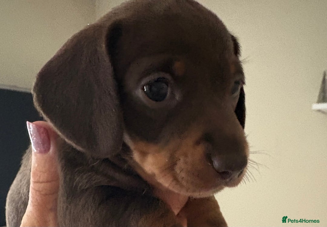 Dachshund dogs for sale: Mini  - Image 12
