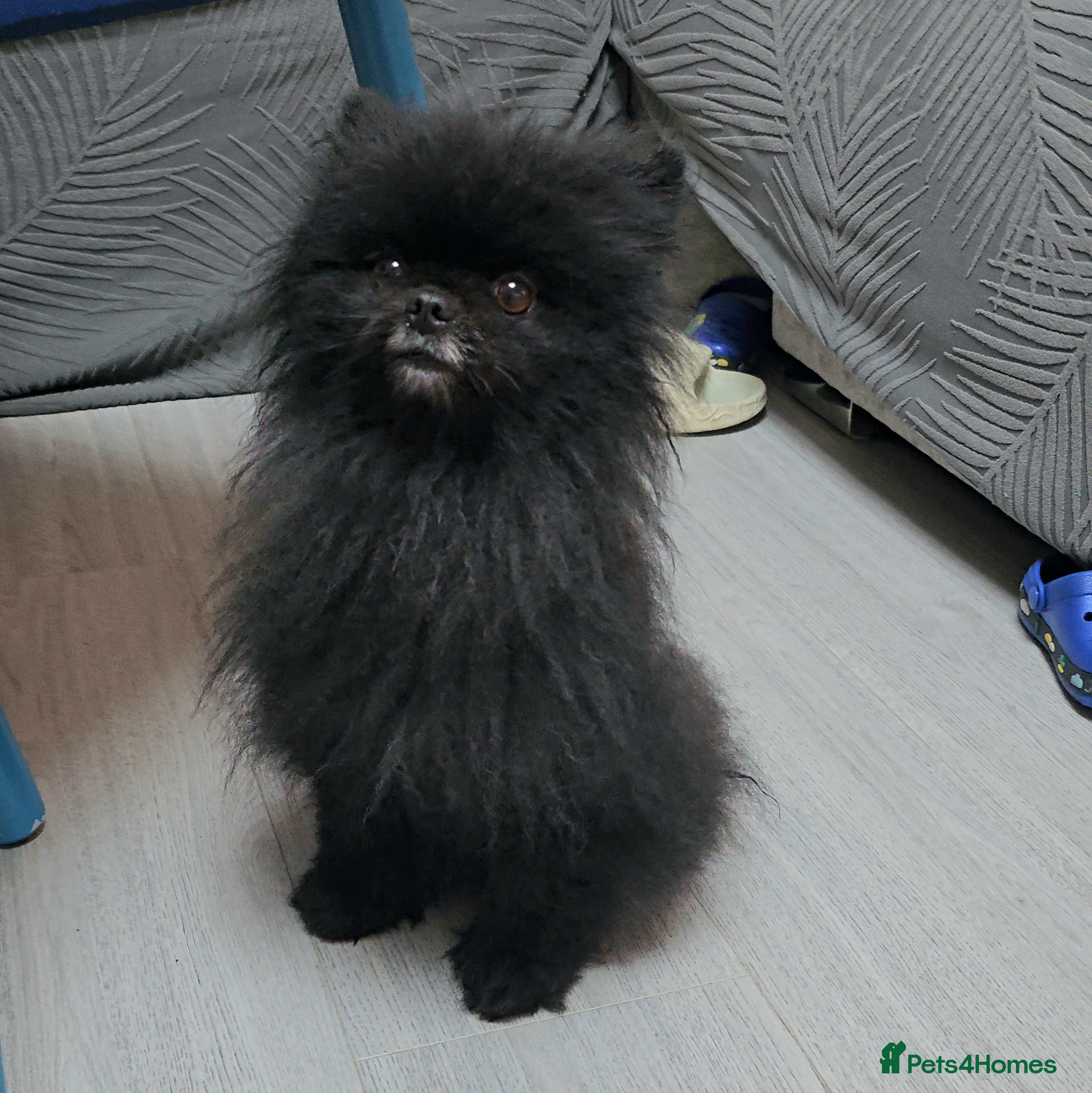 Pomeranian dogs Male Pedigree Pomeranian Dog - Advert 7