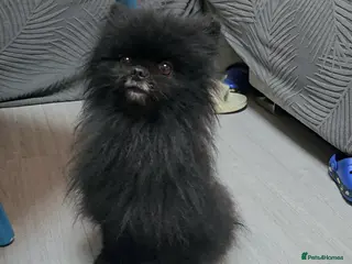 Pomeranian dogs Male Pedigree Pomeranian Dog - Advert 6