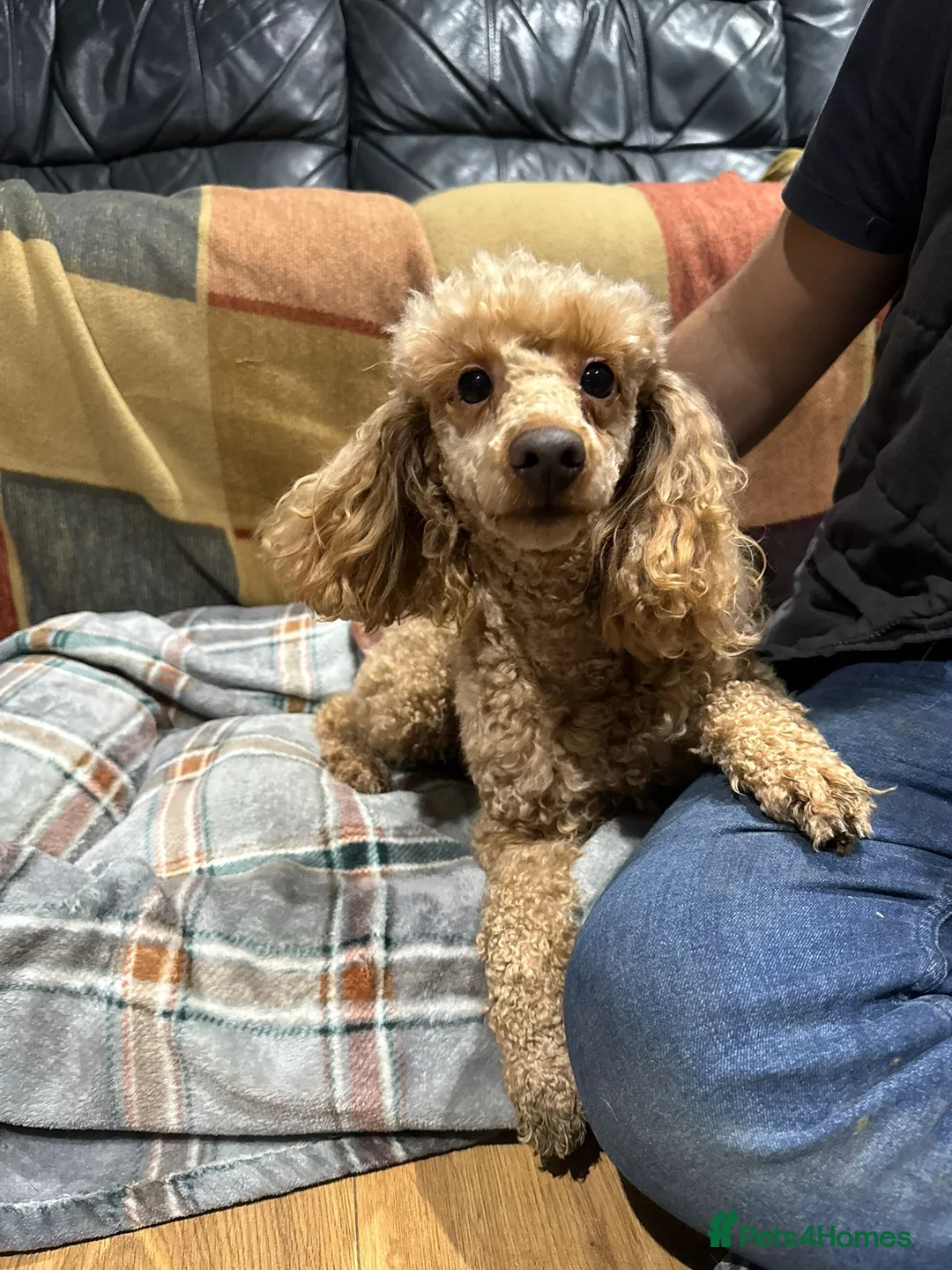 Toy Poodle dogs for sale: 3 pure bred Non kc Toy poodle Puppies  - Advert 7