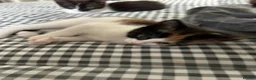 Mixed Breed cats for sale: 3 kittens left  - Advert 3