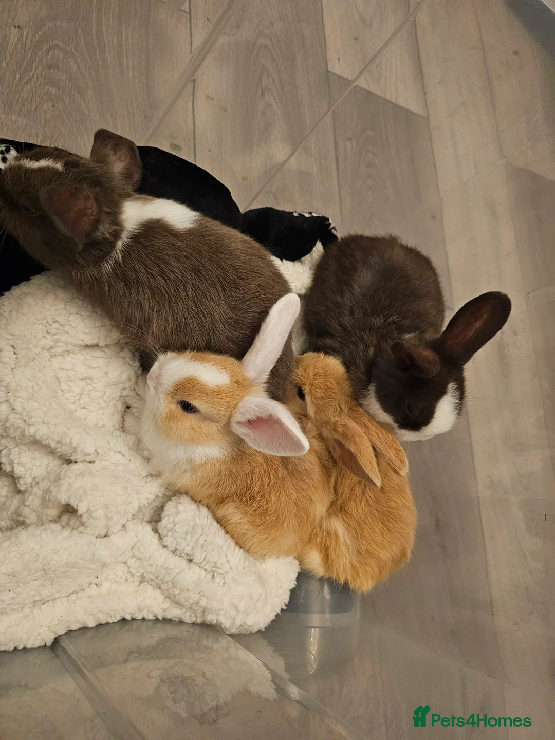 Mixed Breed rabbits for sale: 3 baby bunnies ready for their forever home - Advert 10